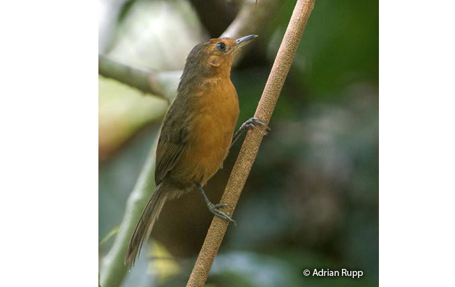 blackish_antbird