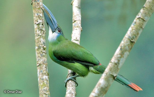 blue-banded_toucanet