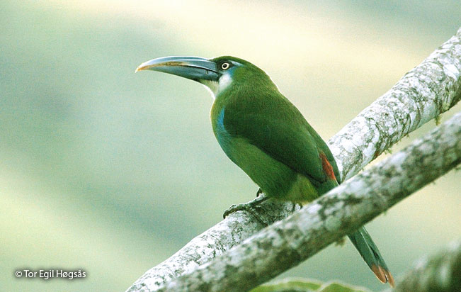 blue-banded_toucanet