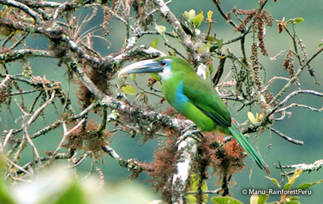 blue-banded_toucanet