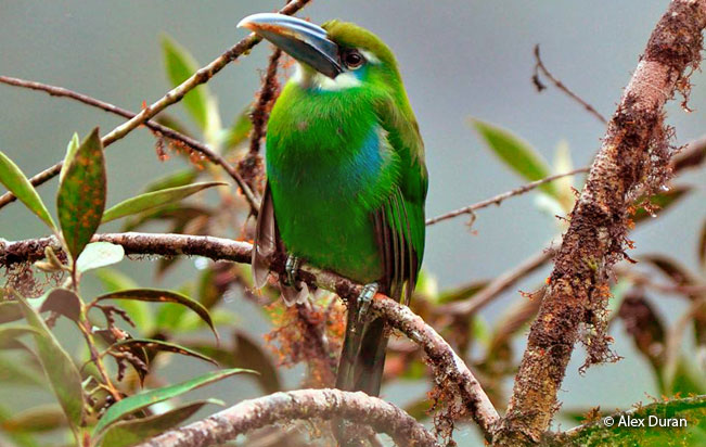 blue-banded_toucanet