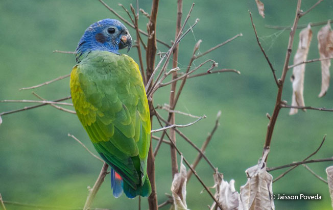 blue-headed-parrots