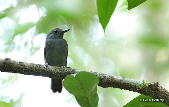 bluish_slate_antshrike