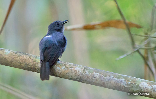 bluish_slate_antshrike