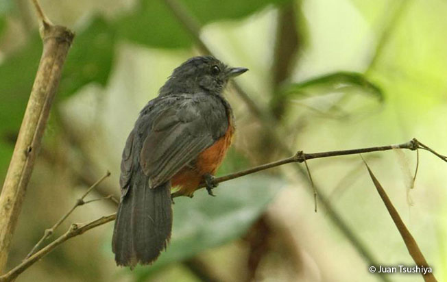 bluish_slate_antshrike
