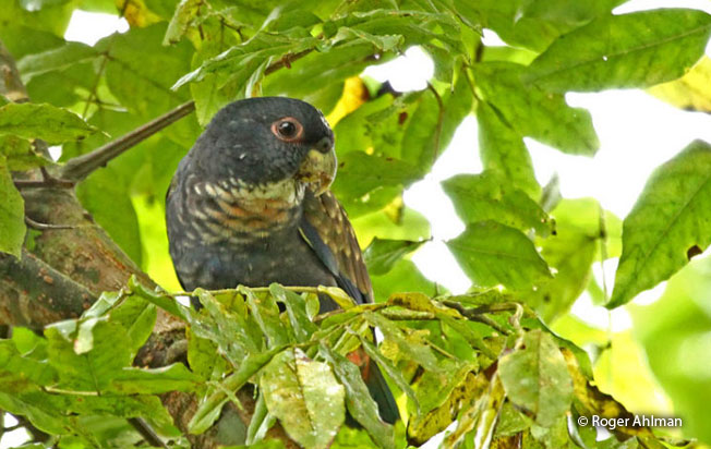 bronze-winged-parrot