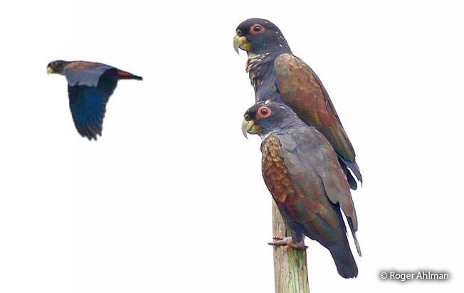 bronze-winged-parrot