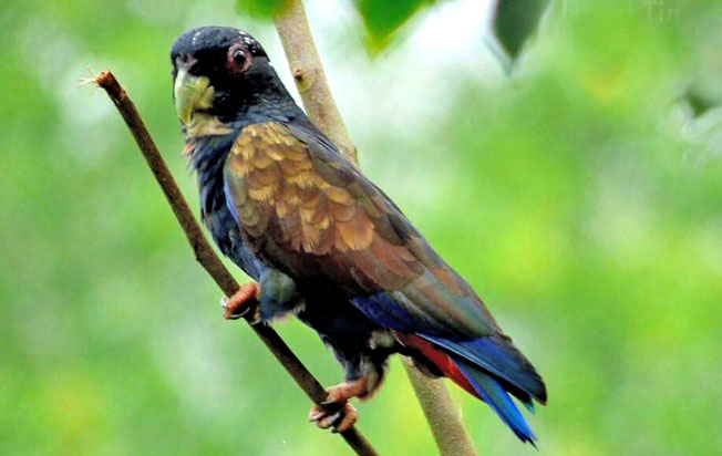 bronze-winged-parrot