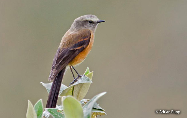 brown-backed_chat-tyrant