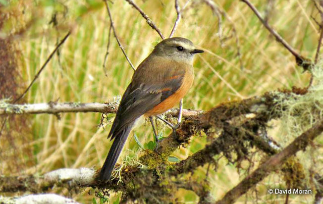 brown-backed_chat-tyrant