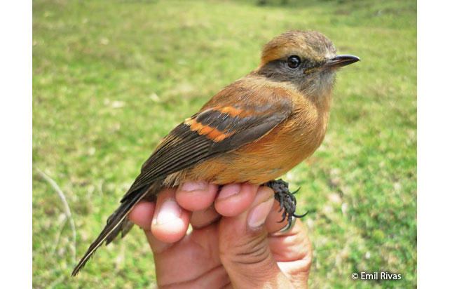 brown-backed_chat-tyrant