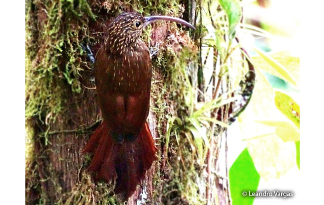 brown-billed_scythebill