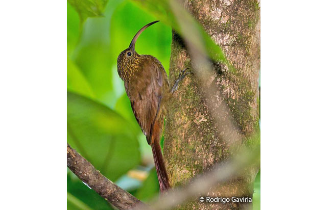 brown-billed_scythebill