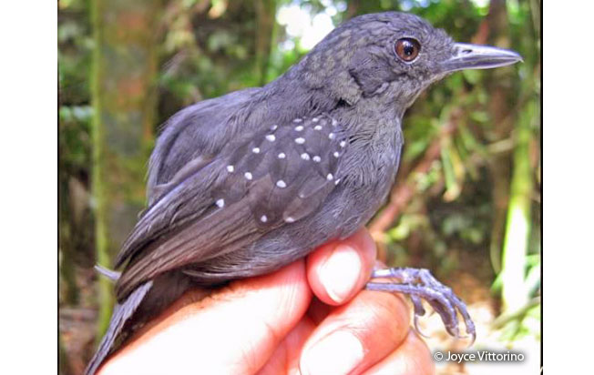 brownish-headed_antbird