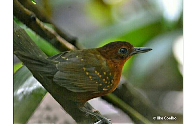 brownish-headed_antbird