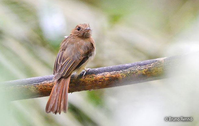 brownish_twistwing