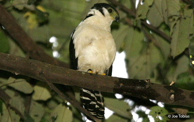 buckley's_forest-falcon