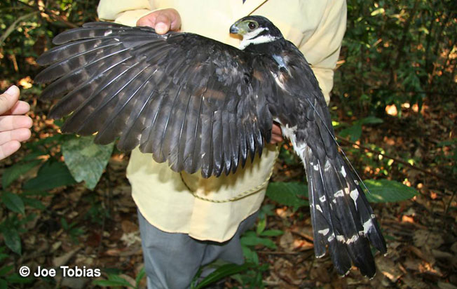 buckley's_forest-falcon