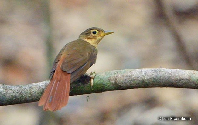 buff-throated_foliage-gleaner