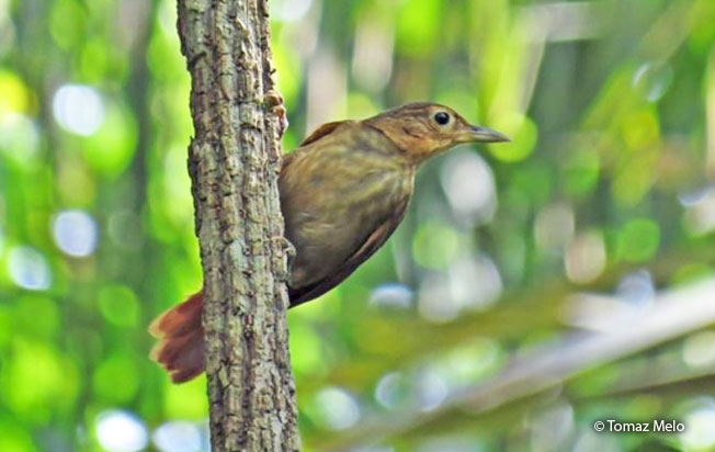 buff-throated_foliage-gleaner