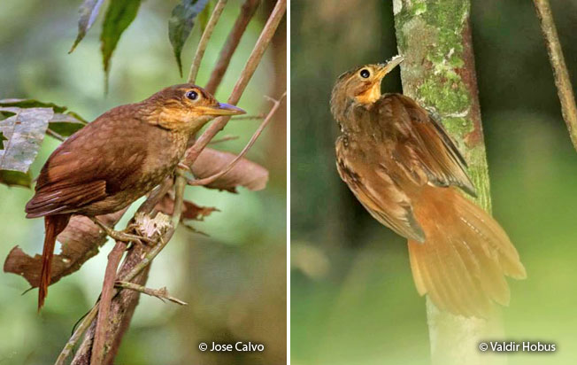 buff-throated_foliage-gleaner