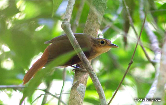 buff-throated_foliage-gleaner