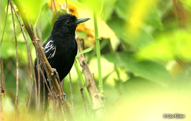 castelnau's_antshrike