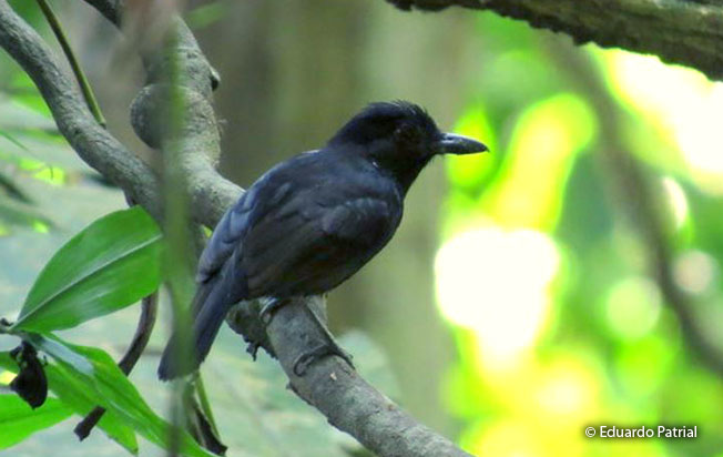 castelnau's_antshrike