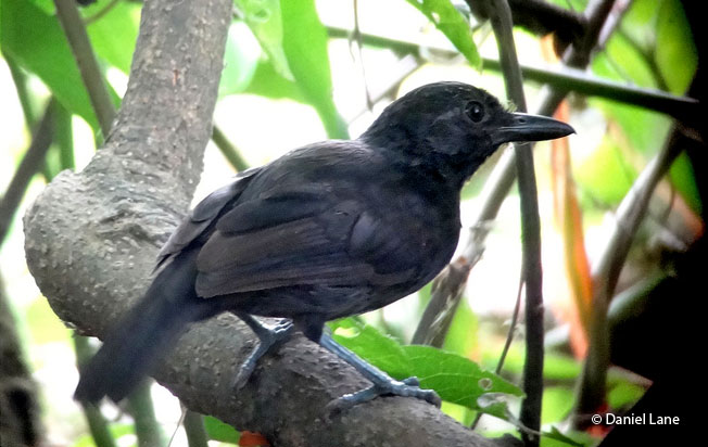 castelnau's_antshrike