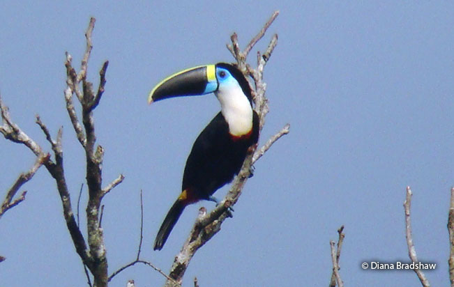 channel-billed_toucan