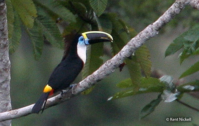 channel-billed_toucan