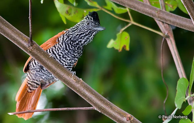 chestnut-backed-antshrike