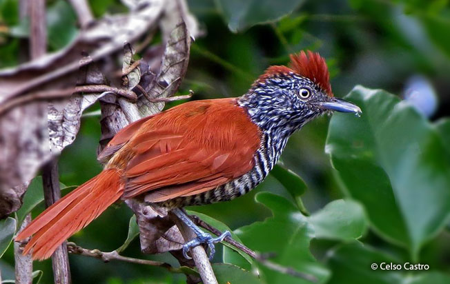 chestnut-backed-antshrike