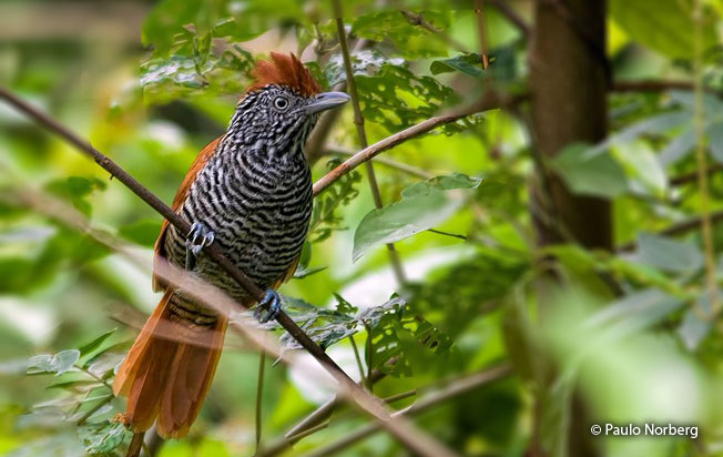 chestnut-backed-antshrike