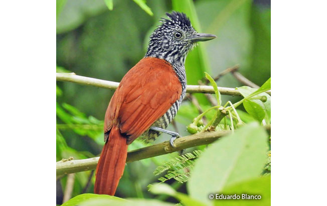 chestnut-backed-antshrike