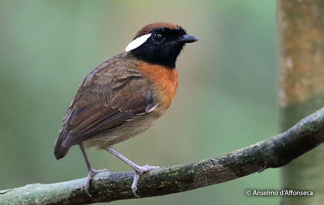 chestnut-belted_gnateater
