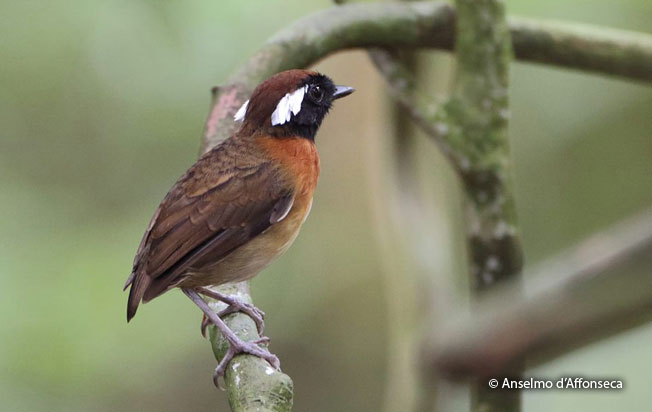 chestnut-belted_gnateater