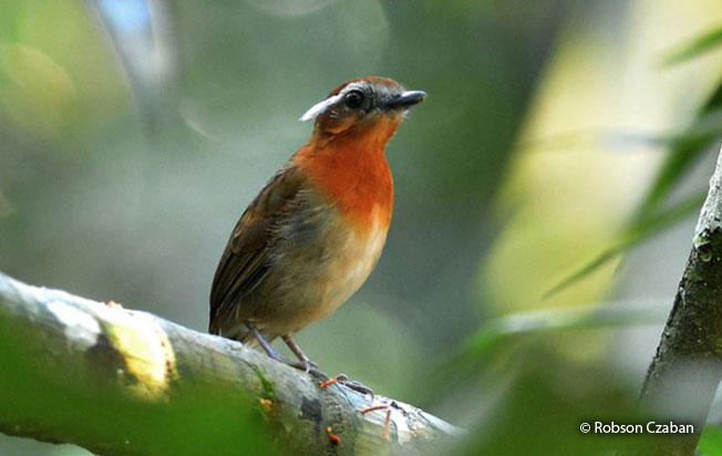 chestnut-belted_gnateater