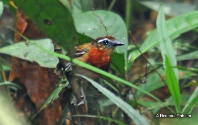 chestnut-belted_gnateater