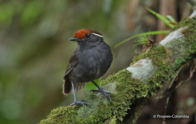 chestnut-crowned-gnateater