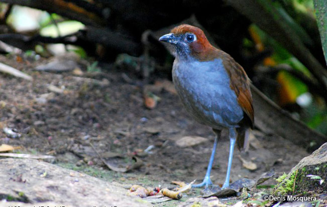 chestnut-naped_antpitta