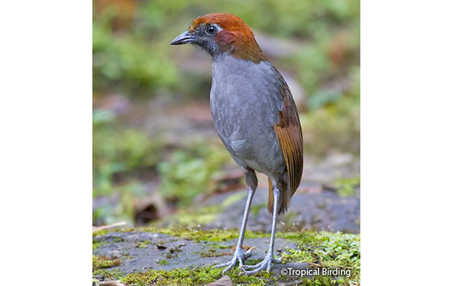 chestnut-naped_antpitta