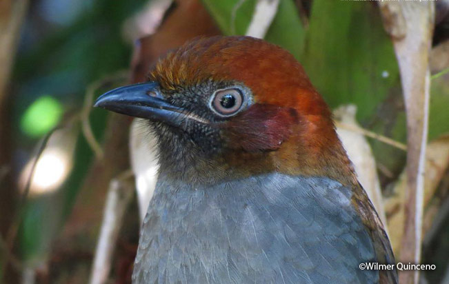 chestnut-naped_antpitta