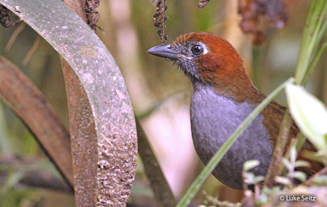 chestnut-naped_antpitta