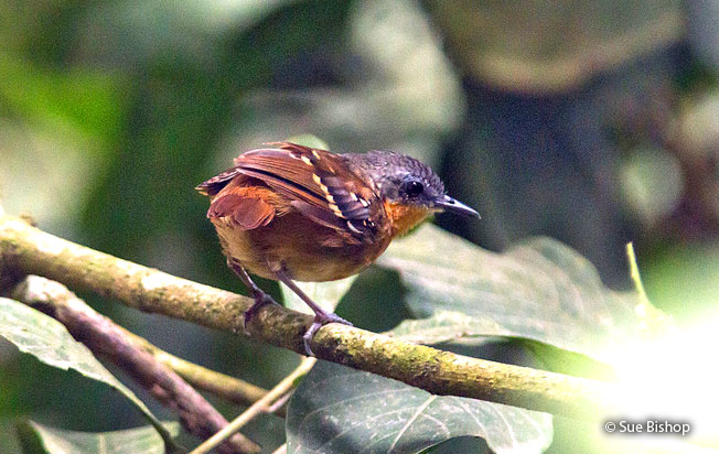 chestnut-tailed_antbird