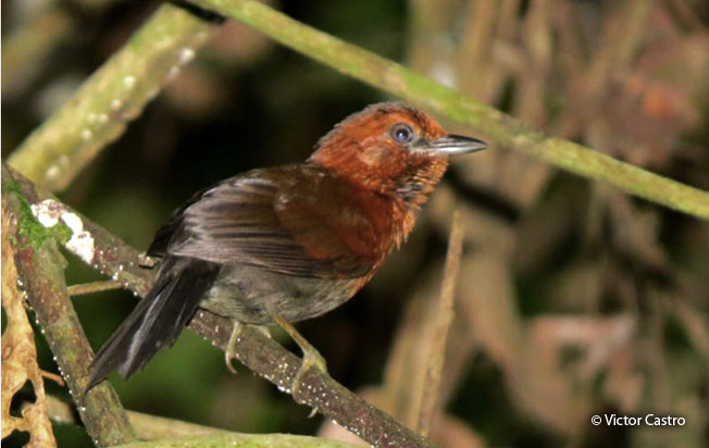 chestnut-throated_spinetail