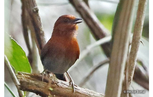 chestnut-throated_spinetail