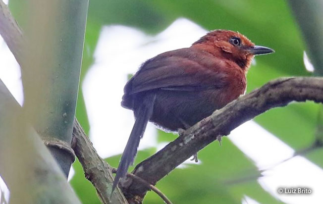 chestnut-throated_spinetail