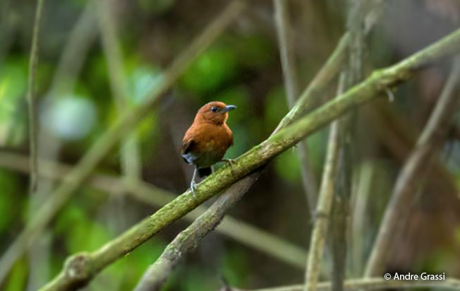 chestnut-throated_spinetail