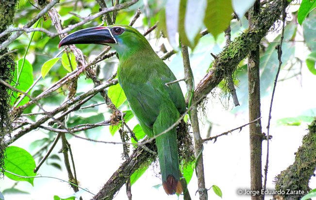 chestnut-tipped_toucanet